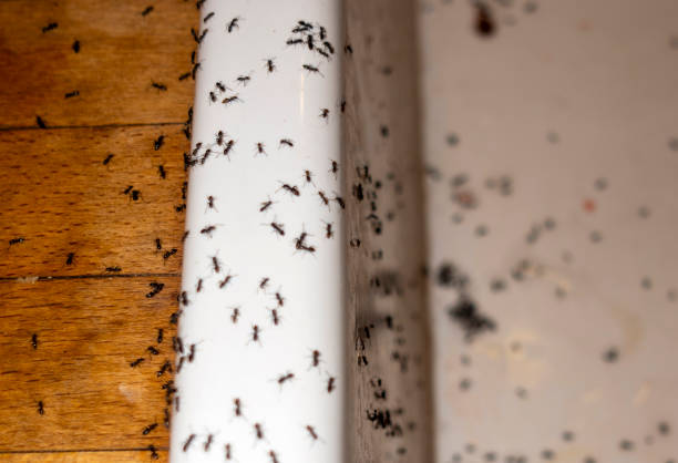 Best Cockroach Control Services  in Wakarusa, IN