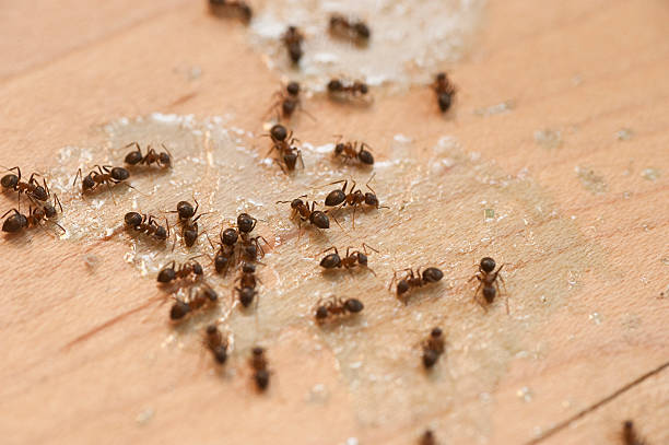 Best Local Pest Control Services  in Wakarusa, IN