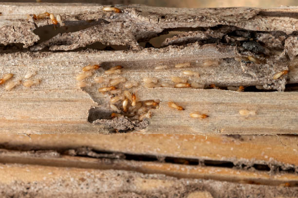 Best Affordable Pest Control Services  in Wakarusa, IN